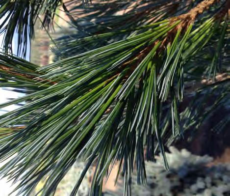 Makes an excellent single specimen for the lawn, screen tree or in parks.