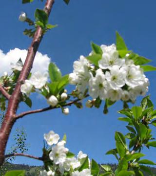 EVANS FLOWERING CHERRY Prunus cerasus Evans DECIDUOUS Medium sized