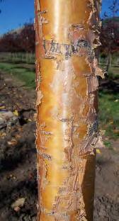 The bark is golden brown to dark red with a metallic