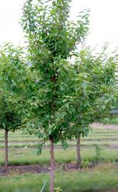PIN CHERRY Prunus pennsylvanica Pin Cherry