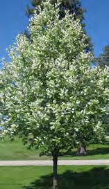 SCHUBERT CHOKECHERRY Prunus virginiana Small tree with