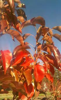 foliage changing to reddish purple orange