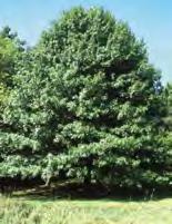 NORTHERN PIN OAK Quercus ellipsoidalis DECIDUOUS With