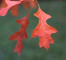 Pin Oak develops attractive fall colours ranging from