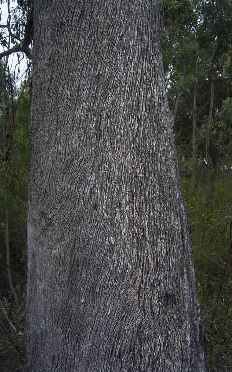 Eucalyptus moluccana Myrtaceae Grey Box Tree growing to 30m high.