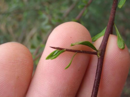 The leaves are small (1 5 cm long), obovate and often clustered on the branches.