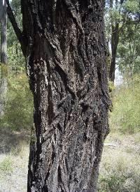 Eucalyptus crebra Myrtaceae Narrow-leaved