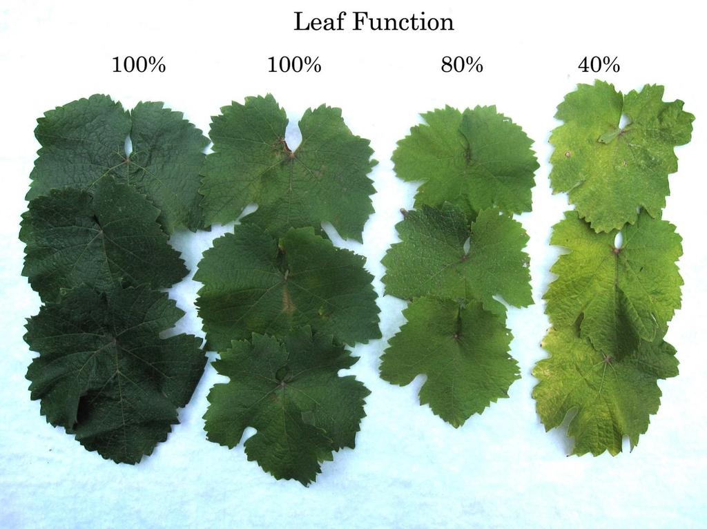 Getting a Feeling for Water Stress (continued from page 2) Alan Lakso We measured the photosynthetic function of the leaves that had different levels of visual bleaching and found that some loss of