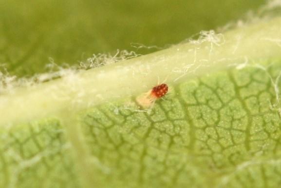 Spider mites and dry, hot weather Greg Loeb, Cornell Entomology August is often the time we see the emergence of spider mite problems in vineyards and this summer it is particularly important to