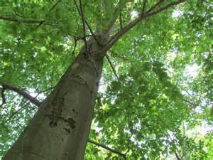 American Beech Fagus grandifolia Size: 90 to 100 tall by 50 to 70 wide Native Habitat: It grows best in deep, rich, moist,