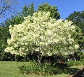 American Fringe Tree Chionanthus virginicus Size: 12 20 Native Habitat: It grows well in full sun to