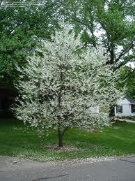 American Silverbell Styrax americanus Size: A small tree up to 5 m (15 feet) tall.