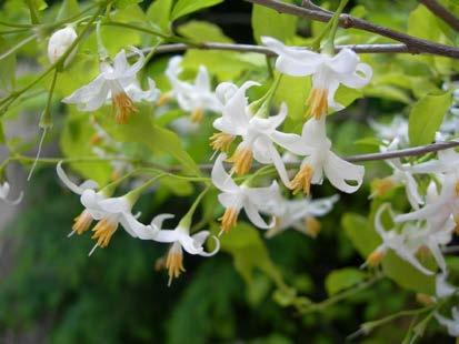 It ranges from Virginia south to Florida and west to Texas. Wildlife Benefit: The showy flowers of the American snowbell are highly attractive to nectar bees, butterflies and insects.