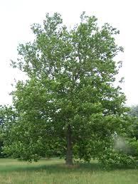 American Sycamore Platanus occidentalis Size: Up to 100 feet or more Native Habitat: Full to partial sun, forest wetlands,