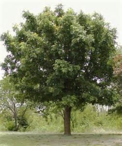 Bur Oak (Mossycup Oak) Quercus macrocarpa Size: 60 to 70 tall and wide Native Habitat: It grows best in deep limestone soils of riverbanks and valleys but it will adapt to many different environments.