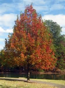 Nuttal Oak (Red Oak) Quercus nutallii Size: 40 to 60 tall Native Habitat: It is frequently found along riverbanks and streams, in bottom land and in other low-lying areas where