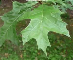 Wildlife Benefit: Nuttall oak is an important species for wildlife management, due to its heavy acorn production, a valuable food source for squirrels, deer and other mamals.