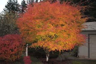 palmatum, and this is what the Japanese would call a plant of