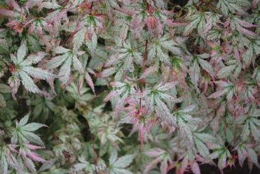 Peve multicolor is a beautiful variegated