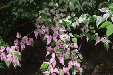 It forms a pleasing and dense shrub or