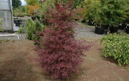 Beni shi en is a narrow upright grower with