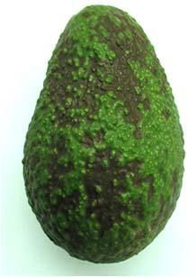 Diseases What we know about the avocado