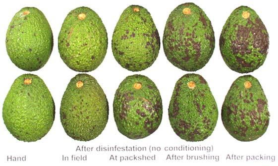 containers Fruit quality has been mixed on longer transit times. 1-MCP? Can you successfully cold-treat avocado?