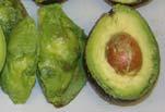 A. Very ripe fruit compressed by other fruit on display. B. Example of internal bruising. C.