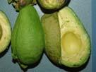 Considerations for successful avocado ripening Temperature management is CRITICAL Too high; ripening
