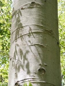 BARK TYPES: SMOOTH Approximately 90%