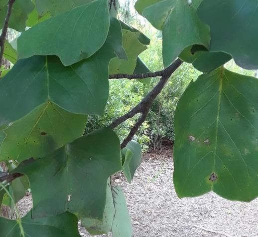 Flowering Dogwood Alternate simple or compound leaf lobed or