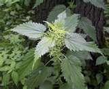 Leaves: Egg-shaped to heart-shaped, 2-6 inches long, dark green, coarsely toothed Flower: Greenish, numerous minute