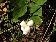 Snowberry Symphoricarpos albus Habitat: Partial shade, hillsides, rocky areas Form: 3-7 feet tall, slender stems, grayish bark Leaves: Elliptic shape, 1-2 inch long Flowers: White to pinkish,