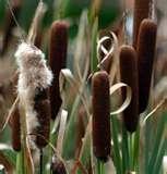 Cattail Typha latifolia Habitat: Open, swampy areas; sea-level to 2,500 feet elevation Form: Plants are 5-8 feet tall, mostly long leaves and flower stalk, many grow together Flower: Greenish,