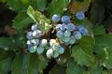 Oregon Grape Berberis aquifolium Habitat-forest and open areas; abundant fruit bearing plants grow in the sun; lowlands to
