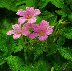 blooms in late spring. Zone: 5a H: 8 W: 18 H:20cm W: 46cm Geranium en.