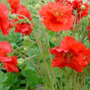 Geum Blazing Sunset Avens Stunning reddish-orange double blooms sit atop tall, sturdy stems and