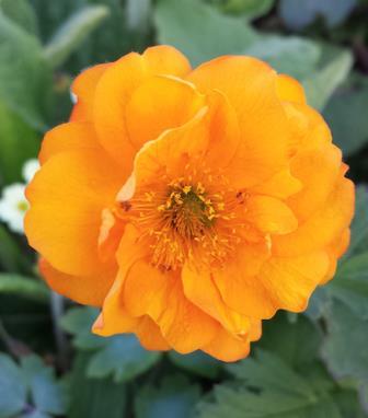 Geum Fire Storm Avens Orange semi-double blooms atop branching stems with glossy green foliage.