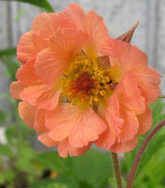 Zone: 6a H: 24 W: 24 H:61cm W: 61cm Geum Mai Tai Avens Low clumping form with coarse leaves and