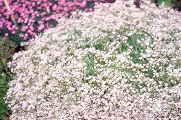 GYPSOPHILA Gypsophila cerastioides Alpine Baby s Breath Delicate white flowers with pink veins bloom n spring