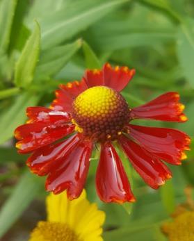 Helenium autumnale Helen s Flower Red, daisy-like flowers with stunning yellow edges sit