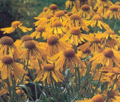 Zone: 2b H: 28 W: 12 H:71cm W: 30cm Helenium hoopsii Sneezeweed Forms a low mound of green,
