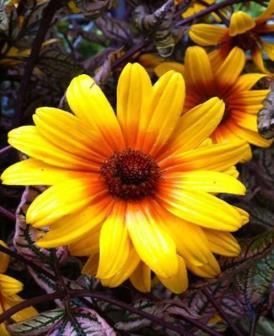 Summer Nights False Sunflower Golden daisy-like petals surround a reddish-orange center