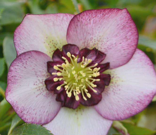 Zone: 5a H: 20 W: 24 H:51cm W: 61cm Helleborus caucasicus Christmas Rose Light green foliage with lobed leaves and