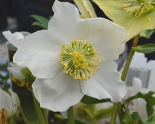 Zone: 4a H: 14 W: 24 H:36cm W: 61cm Helleborus niger Christmas Rose Most well known