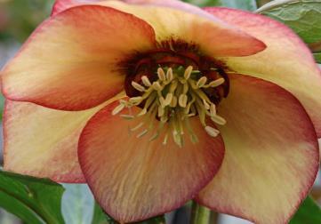 Zone: 5a H: 16 W: 16 H:41cm W: 41cm Helleborus orientalis Christmas Rose In spring,