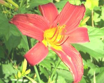 HEMEROCALLIS Hemerocallis Admiral Nelson Stunning, red lily-shaped blooms with yellow throats