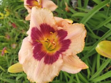 Hemerocallis Fairy Tale Pink Beautiful pinkish-peach blooms with wide petals and