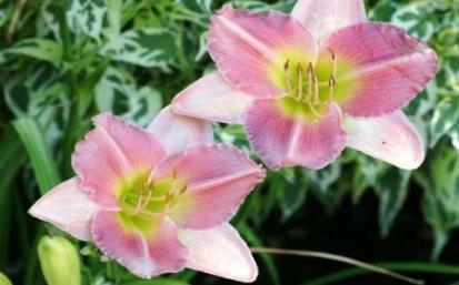 pink, slightly frilled petals with yellow-green throats sit atop deep green 