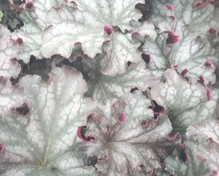Zone: 4a H: 10 W: 14 H:25cm W: 36cm Heuchera Can Can Stunning show of colour in the